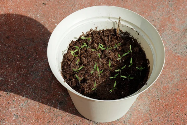 Pequenas Mudas Tomate Uva Crescendo Sujeira Lado Fora Plantador Bege — Fotografia de Stock