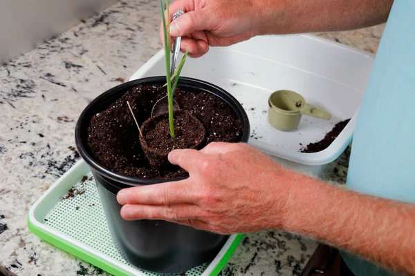 Homem Adulto Replantando Uma Pequena Planta Alho Recipiente Maior Balcão — Fotografia de Stock