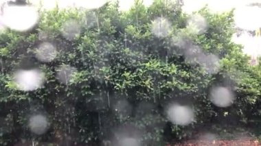 Rüzgarlı Yağmurlu Fırtınalı Sallanan Çalılar Gündüz Pencerenin Dışında. Hızlı rüzgarlar ve Florida 'da gün içinde dışarıda çalılar uçuşurken görülen çok yağmur. Fırtınalı hava yeşil yaprakları itip kakarken yağmur damlaları pencereden süzülüyor..