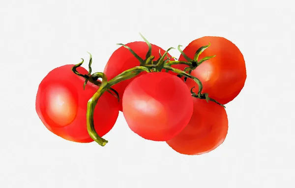トマトの水彩 水彩画 静物画 白い背景にトマトの枝 — ストック写真