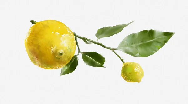 Rama Acuarela Limones Pintura Acuarela Naturaleza Muerta Una Rama Limones — Foto de Stock