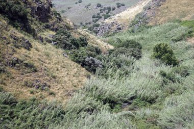 Bush 'daki vadide Galilee, Israil