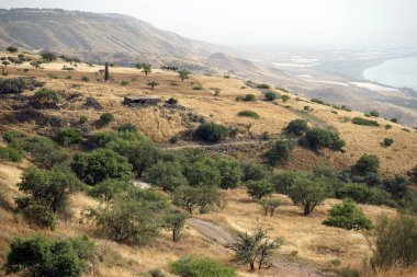 Galilee, Israil Kinnereth Gölü yakınlarındaki Olive Grove