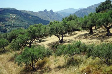 Olive grove Crete, Yunanistan için tepenin yamacında