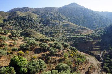 Olive grove Crete, Yunanistan için tepenin yamacında