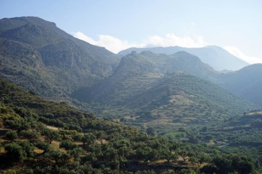 Krete Island, Yunanistan zeytin grouves dağ yamaçlarında