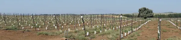 Панорама Небольших Деревьев Саду Галилее Израиль — стоковое фото