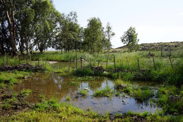 Eau Clôture Près Eucaliptus Galilée Israël — Photo