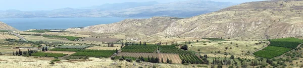 Viñedo Lago Kinnereth Galilea Israel —  Fotos de Stock