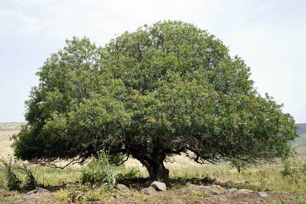 Grande Acacia Galilea Israele — Foto Stock