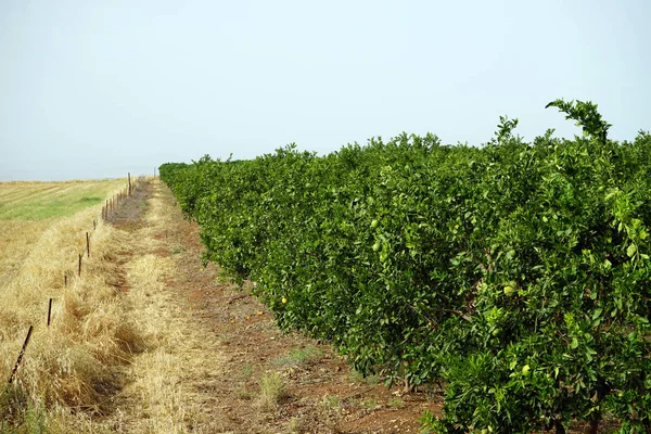 Orangenplantage Und Feld — Stockfoto