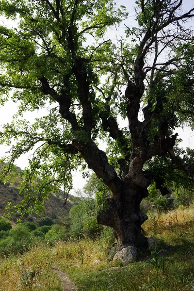 Gångstig Nära Stora Trädet — Stockfoto