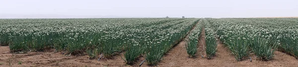 Onion field in Israel