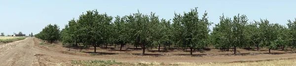 Almond trees in the orchard and dirt road