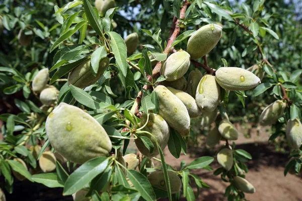 Almendros Huerto —  Fotos de Stock