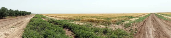 Two Dirt Roads Wheat Field Israel — Stock Photo, Image