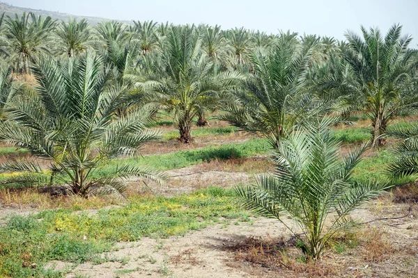 Palm Tree Grove Israel — Stock Photo, Image