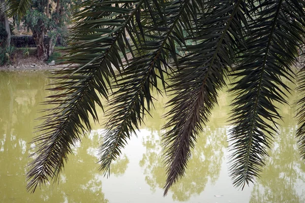 Palmenblätter Der Nähe Des Flusses — Stockfoto