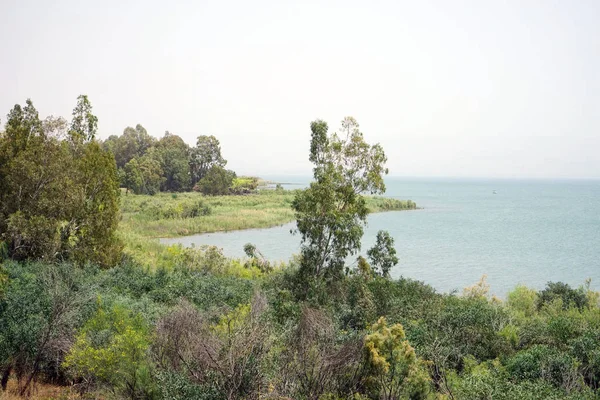 Bäume Und Kinneret See Galiläa Island — Stockfoto