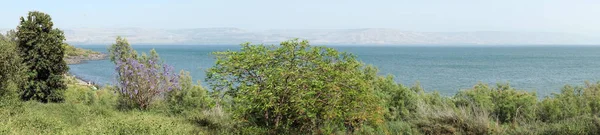 树木和 Kinneret 湖在以色列 — 图库照片