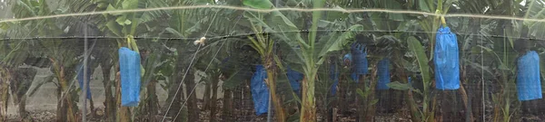 Bananplantage Nät Israel — Stockfoto
