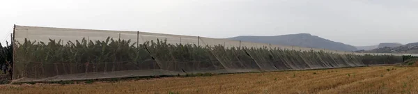 Plantación Plátanos Bajo Red Israel —  Fotos de Stock