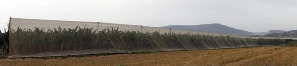 Banana Plantation Net Israel — Stock Photo, Image