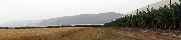 Banánové Plantáže Pšeničné Pole Poblíž Galilejského Jezera Izrael — Stock fotografie