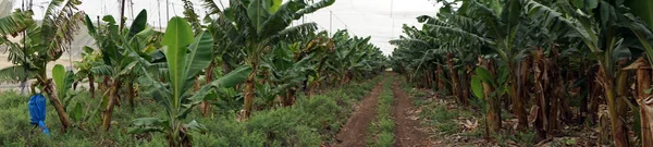 Intérieur Une Plantation Bananes Israël — Photo