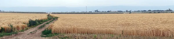 Pista Campo Trigo Galilea Israel —  Fotos de Stock