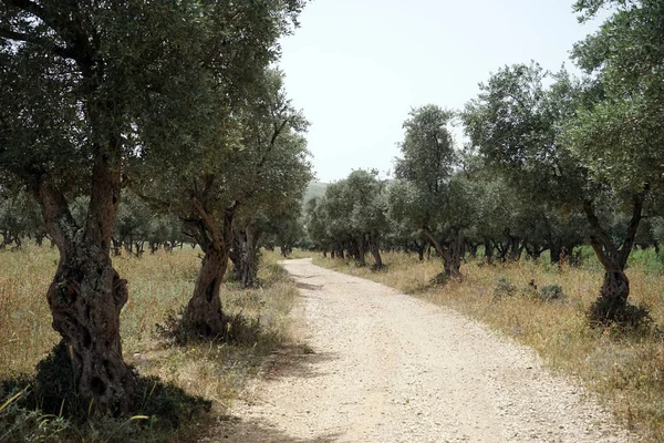 イスラエルのガリラヤにオリーブの木立の道 — ストック写真