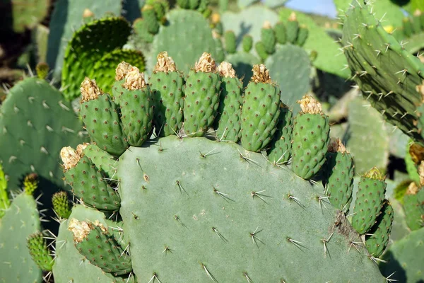 Fioritura Fichi India Pear Paddle Cactus Con Fiori Gialli — Foto Stock
