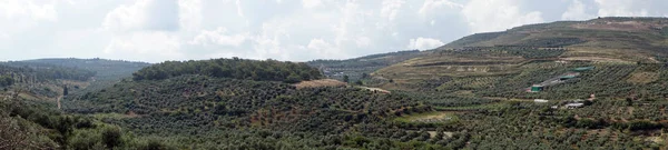 Panorama Van Olijfgaarden Buurt Van Beit Rimon Israël — Stockfoto