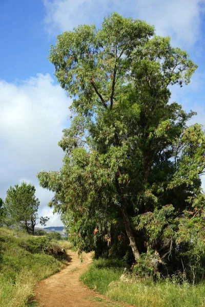 Strom Polní Cestě Lese Poblíž Nazareth Izrael — Stock fotografie