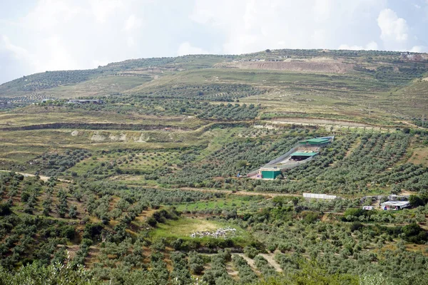 イスラエルのナザレ付近斜面のオリーブ畑 — ストック写真