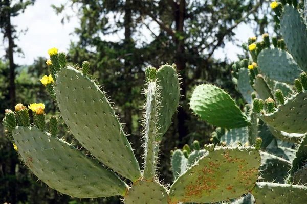 Cactus Florecientes Pera Espinosa Paleta Con Flores Amarillas — Foto de Stock