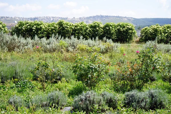 Nazareth Celile Srail Bahçe — Stok fotoğraf