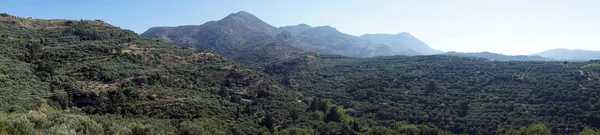Olive Grouves Berg Hellingen Kreta Griekenland — Stockfoto