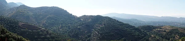 Olive Grouves Sur Les Pentes Montagne Crète Île Grèce — Photo