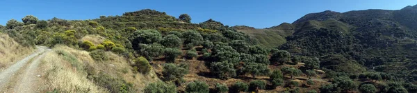 Olive Grouves Mountain Slopes Crete Island Greece — Stock Photo, Image