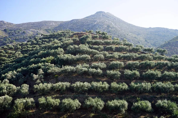 Olive Grove Zboczu Wzgórza Kreta Grecja — Zdjęcie stockowe