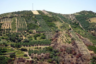 Zeytinlik Krete Island, Yunanistan Dağı yamacında