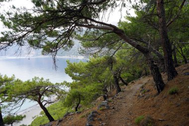 Patika çam ağacı orman Güney sahil Girit Adası, Yunanistan