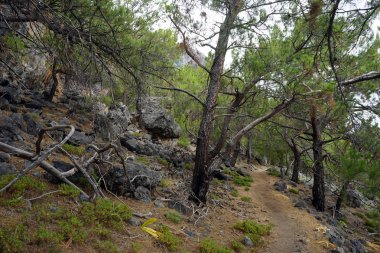 Patika bpine ağaç ormandaki Güney sahil Girit Adası, Yunanistan