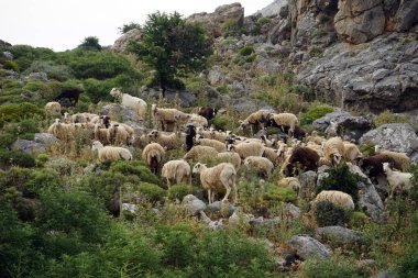 Koyun sürüsü Crete Island, Yunanistan Dağı yamacında