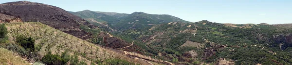 Olijfbomen Helling Van Mount Kreta Griekenland — Stockfoto