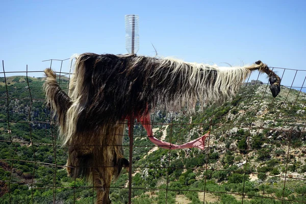Skóry Kozie Metalowe Ogrodzenie Górskim Regionie Wyspy Krete Grecja — Zdjęcie stockowe