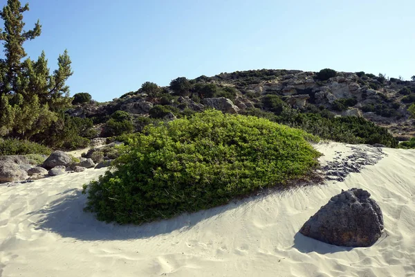 Green Bush Sand Dune Beach Krete Island Greece — Stock Photo, Image