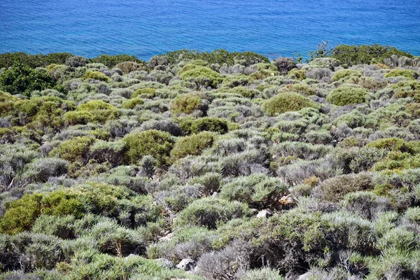 Bush Mar Costa Oeste Krete Grecia — Foto de Stock