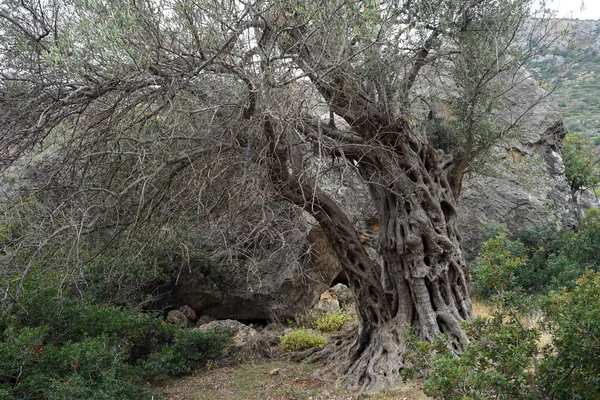 Starý Olivovník Ostrově Krete Řecko — Stock fotografie
